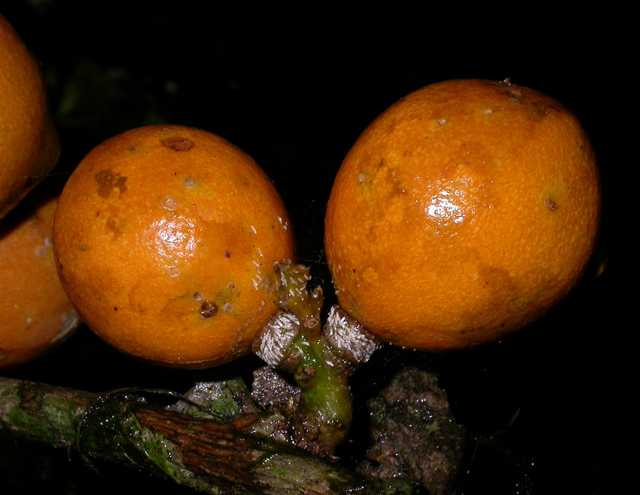 Polygalaceae Moutabea gentryi