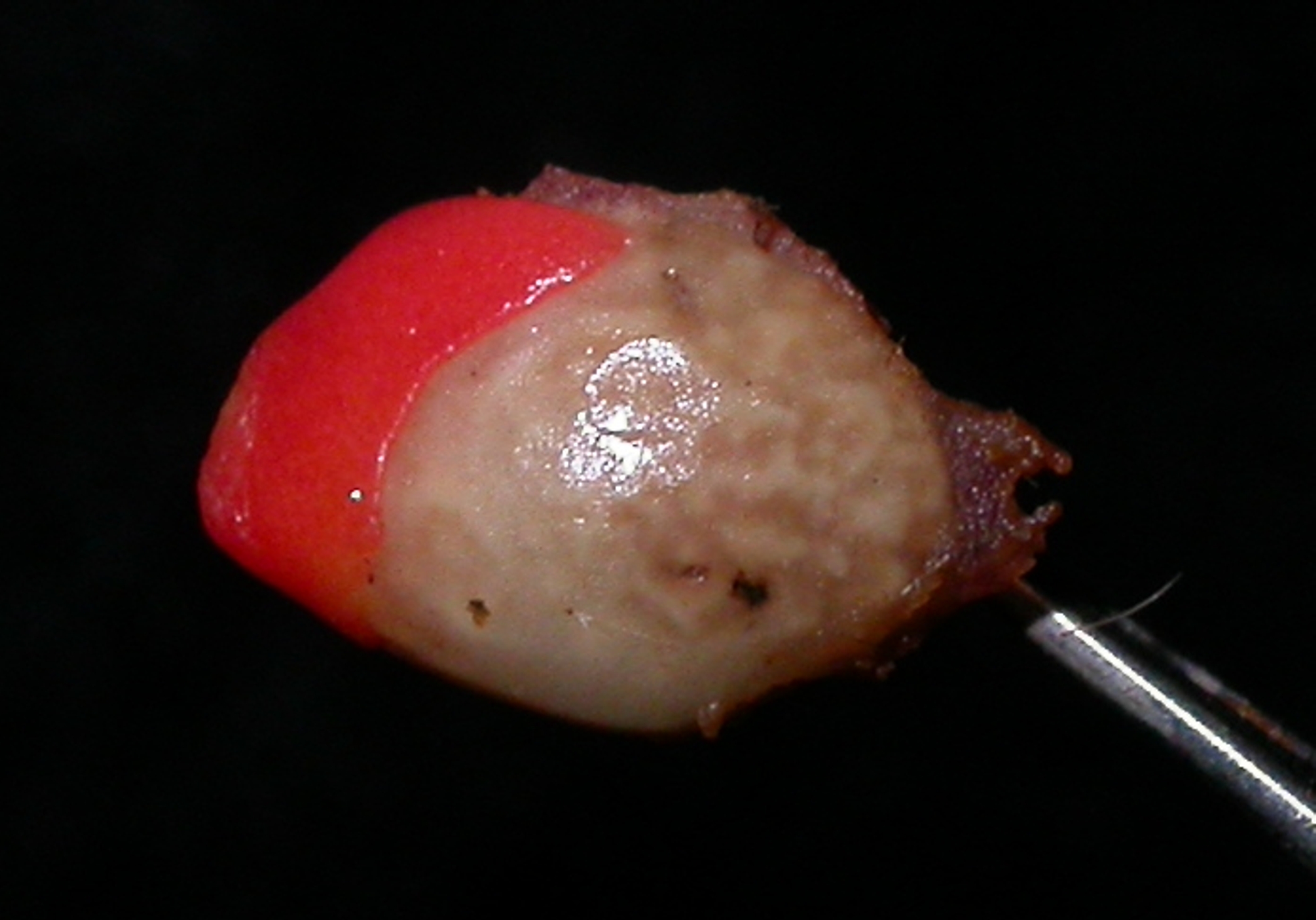 Monimiaceae Siparuna grandiflora