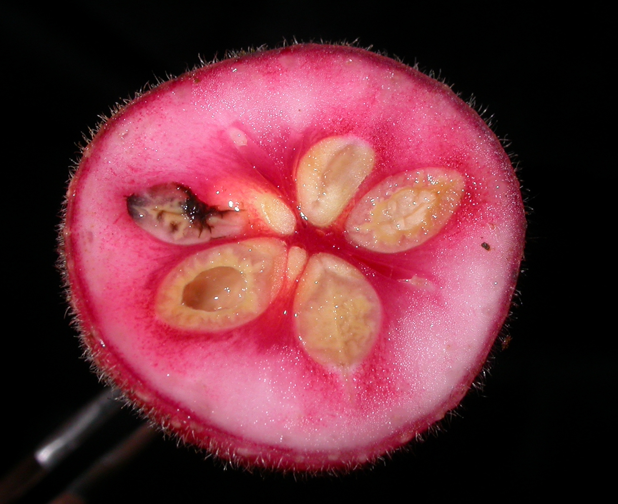 Monimiaceae Siparuna grandiflora