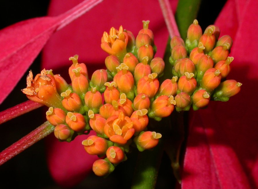 Rubiaceae Warszewiczia coccinea