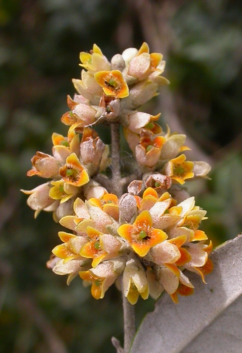 Scrophulariaceae Buddleja nitida