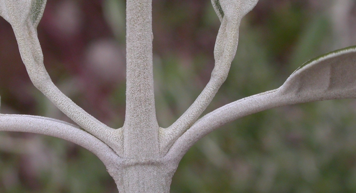 Scrophulariaceae Buddleja nitida