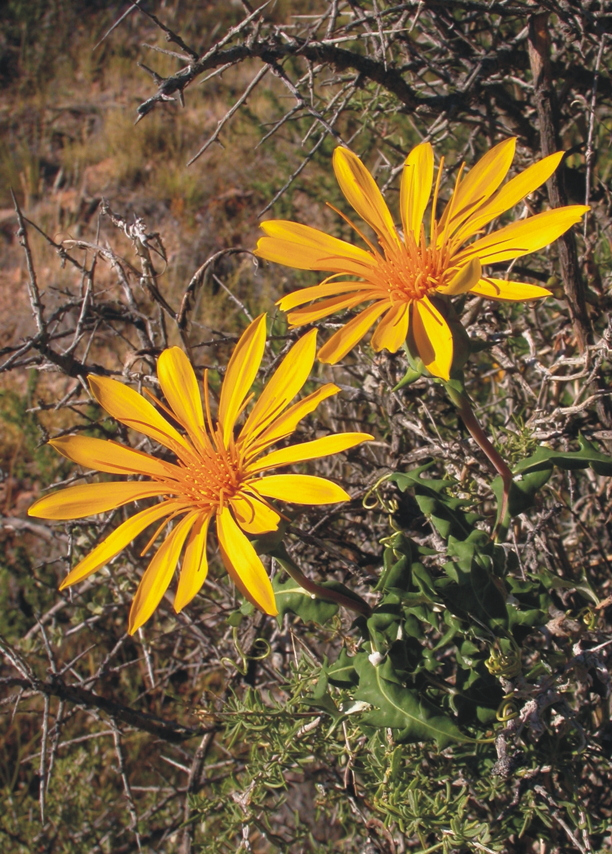 Asteraceae Mutisia retrorsa