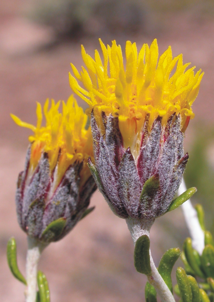 Asteraceae Paleaepappus patagonicus