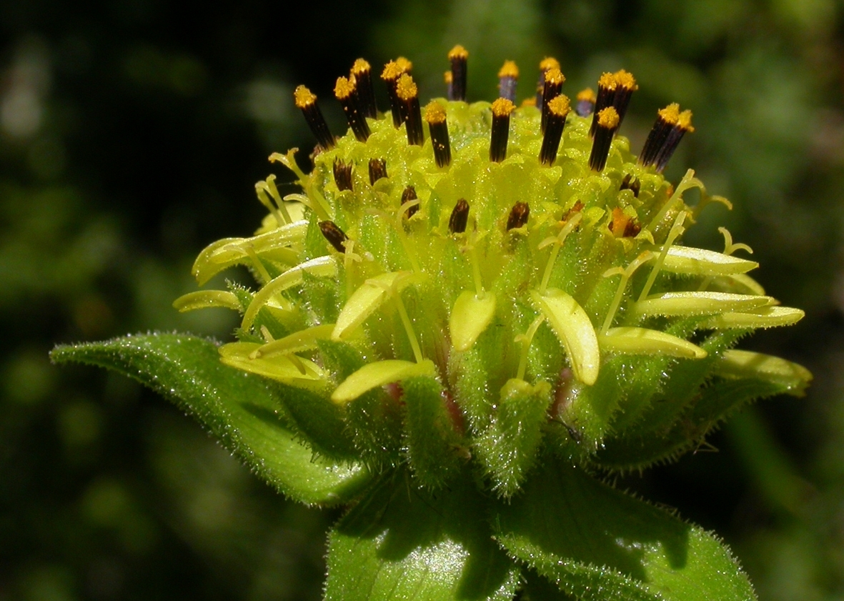 Asteraceae Polymnia connata