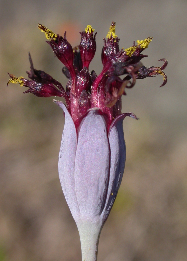 Asteraceae Porophyllum llinifolium