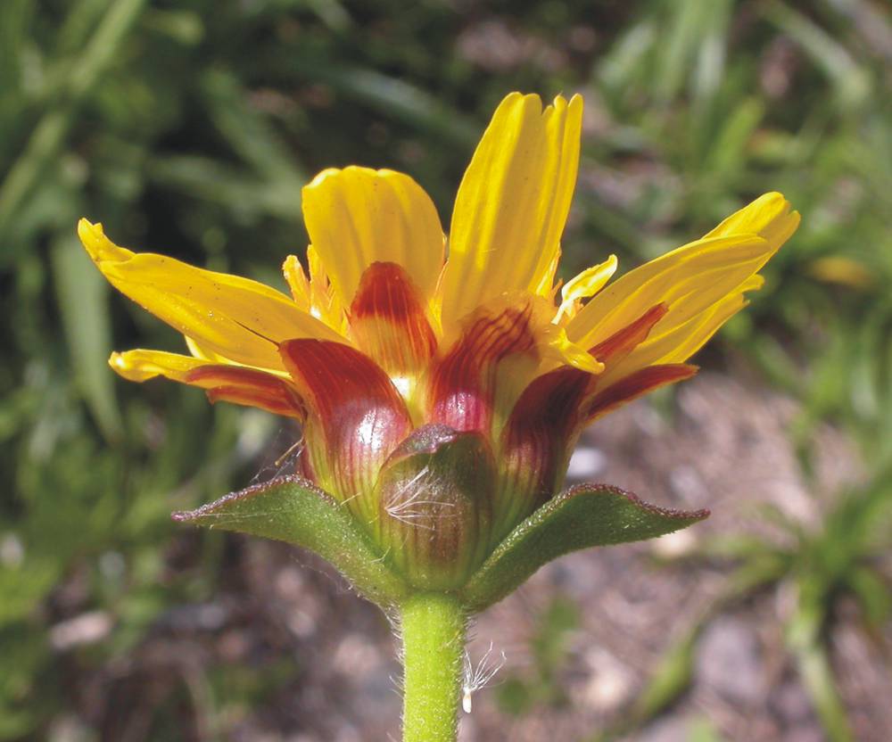 Asteraceae Calea uniflora