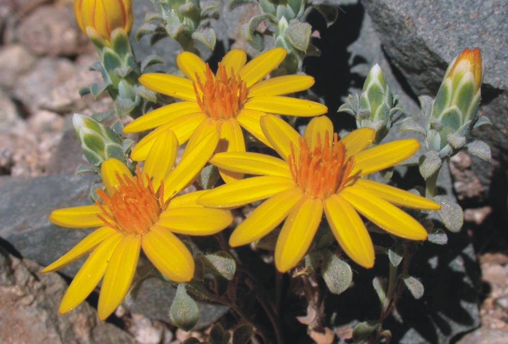 Asteraceae Chaetanthera limbata