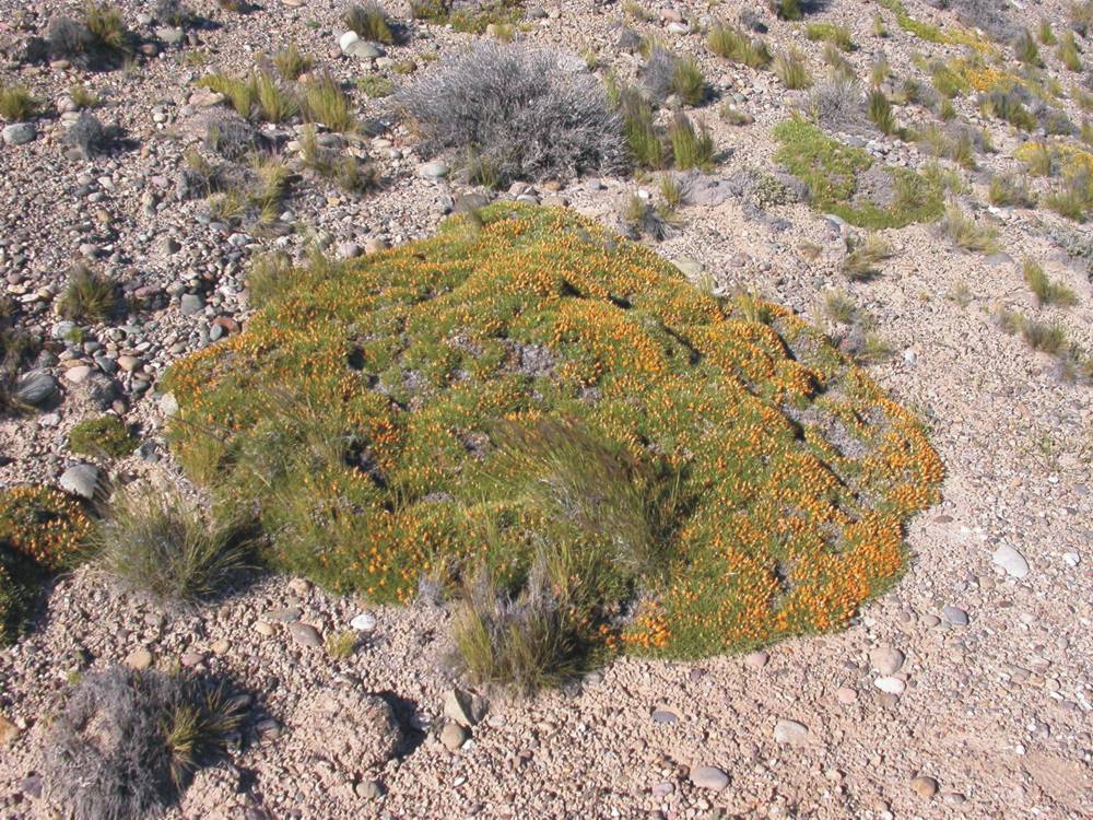 Asteraceae Chuquiraga aurea