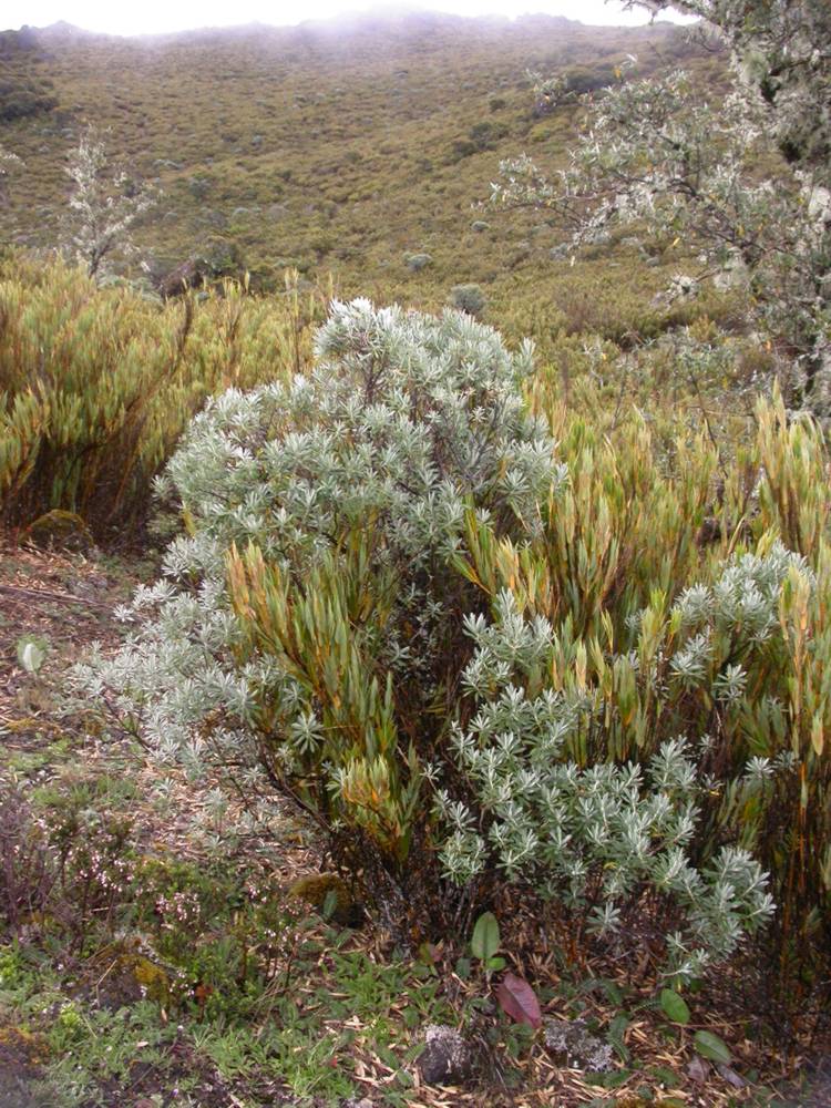 Asteraceae Diplostephium costarricense