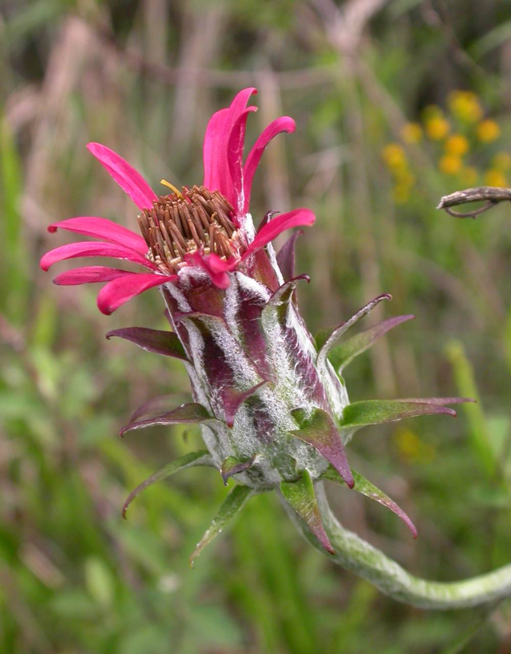 Asteraceae Mutisia coccinea