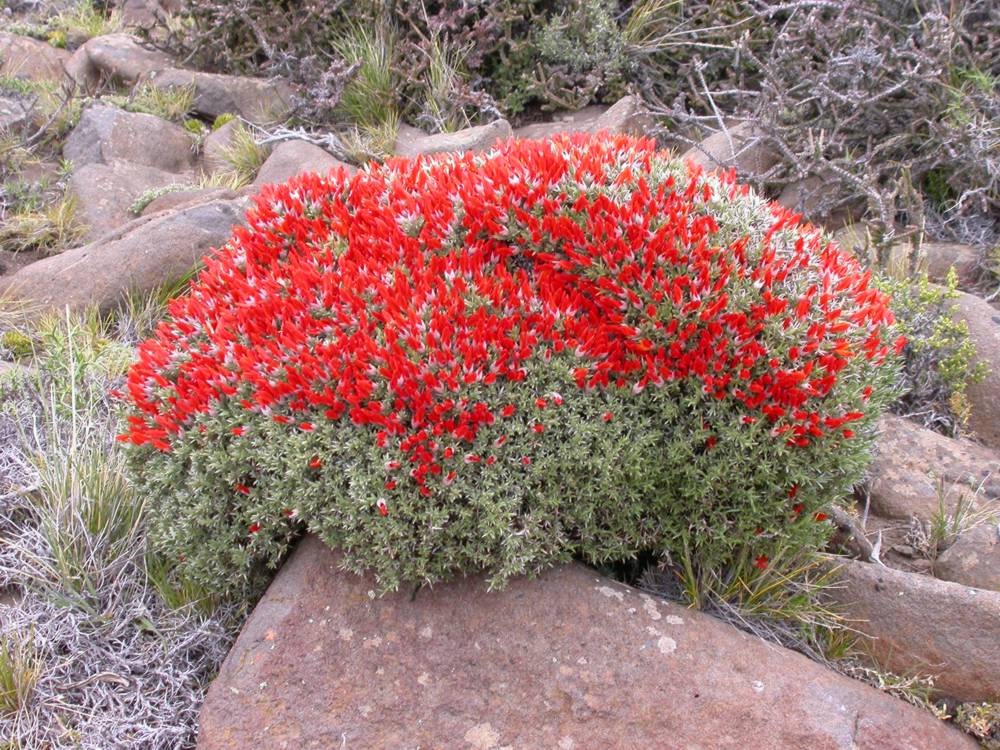 Fabaceae Anarthrophyllum 