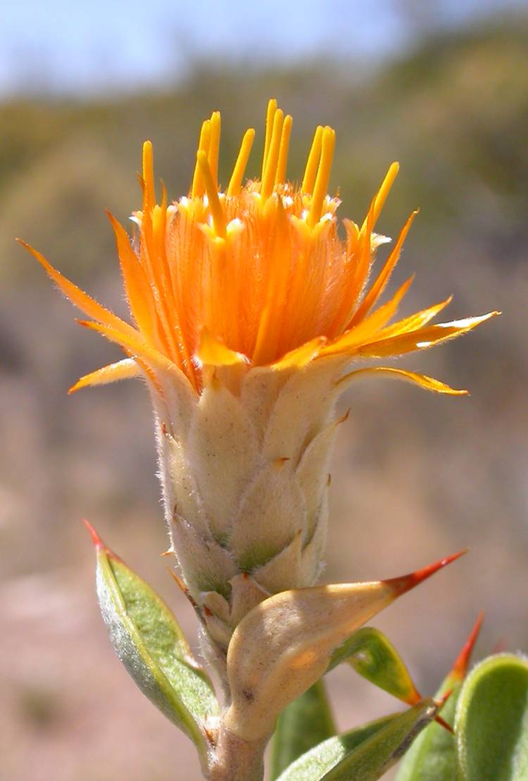 Asteraceae Chuquiraga avellanedae