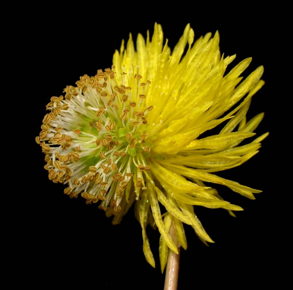 Fabaceae Neptunia 