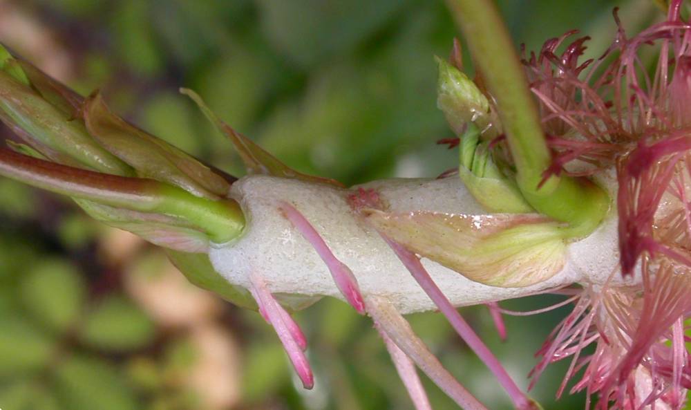 Fabaceae Neptunia 