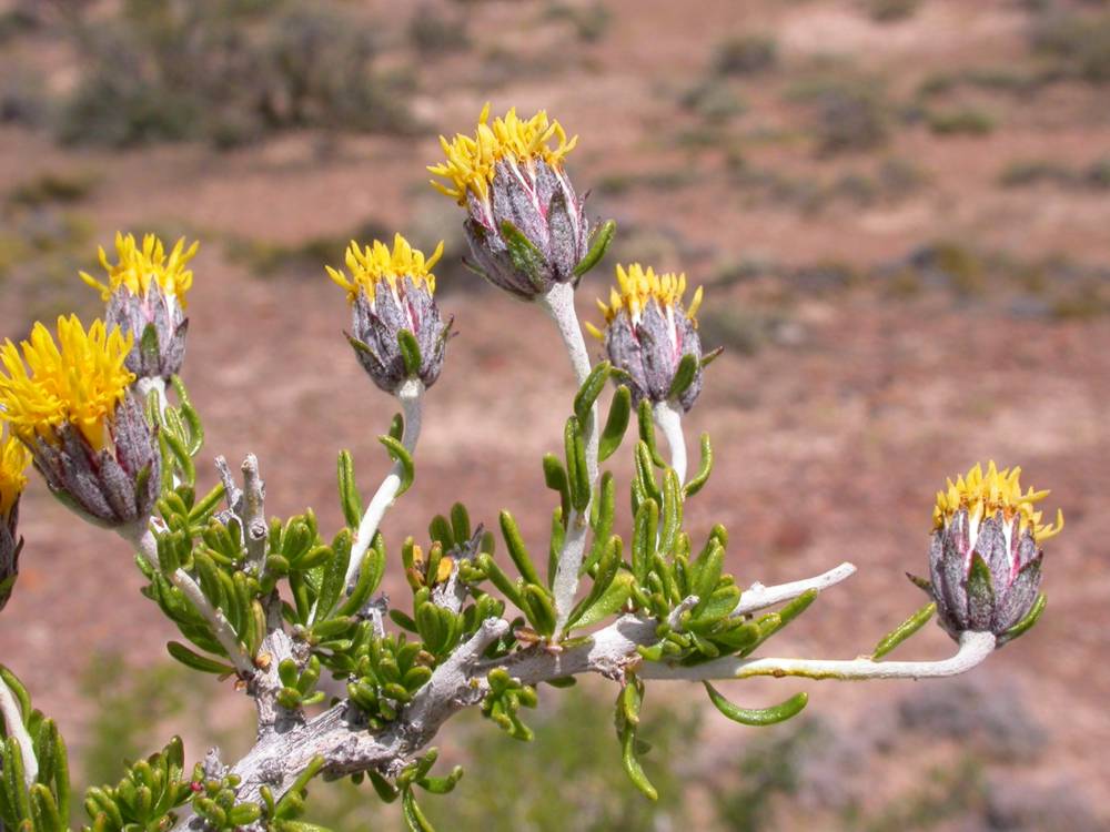 Asteraceae Paleaepappus patagonicus