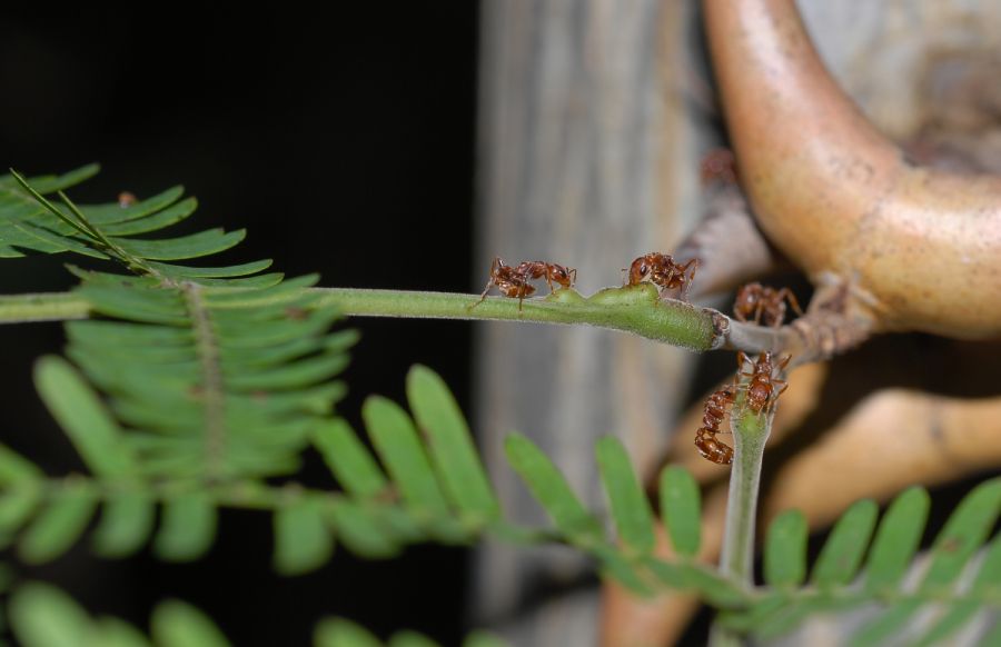 Fabaceae Acacia collinsii