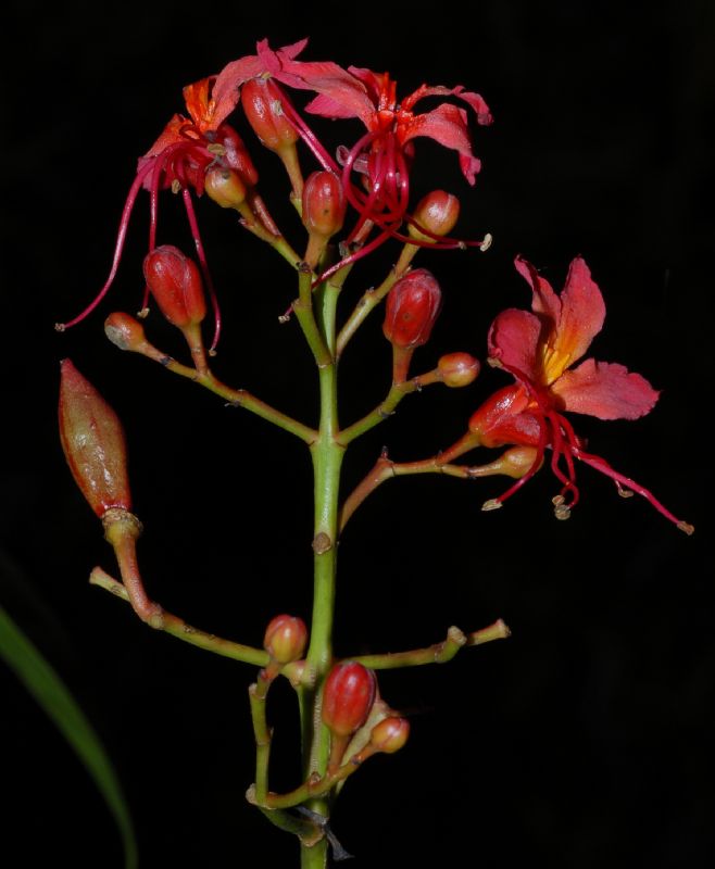 Hippocastanaceae Billia hippocastanum