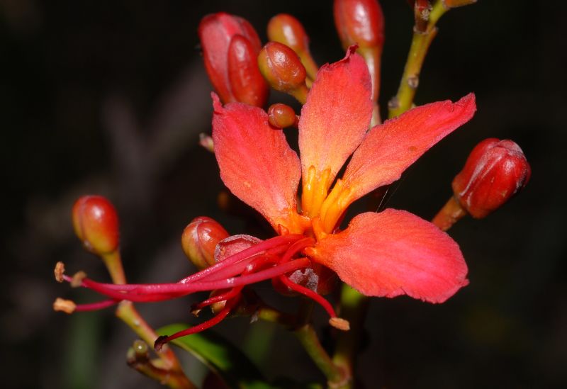 Hippocastanaceae Billia hippocastanum