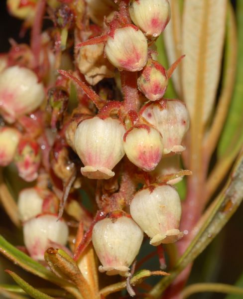 Ericaceae Comarostaphylis arbutoides