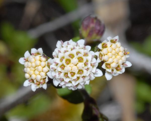 Asteraceae Microspermum repens