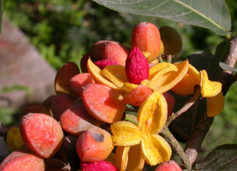 Salicaceae Casearia corymbosa