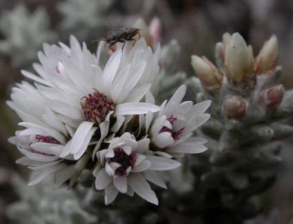 Asteraceae Chionolaena costaricensis