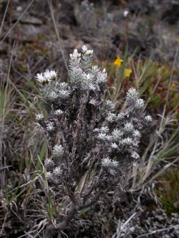 Asteraceae Chionolaena costaricensis