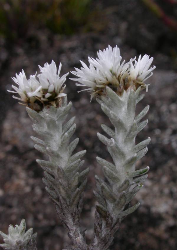 Asteraceae Chionolaena costaricensis