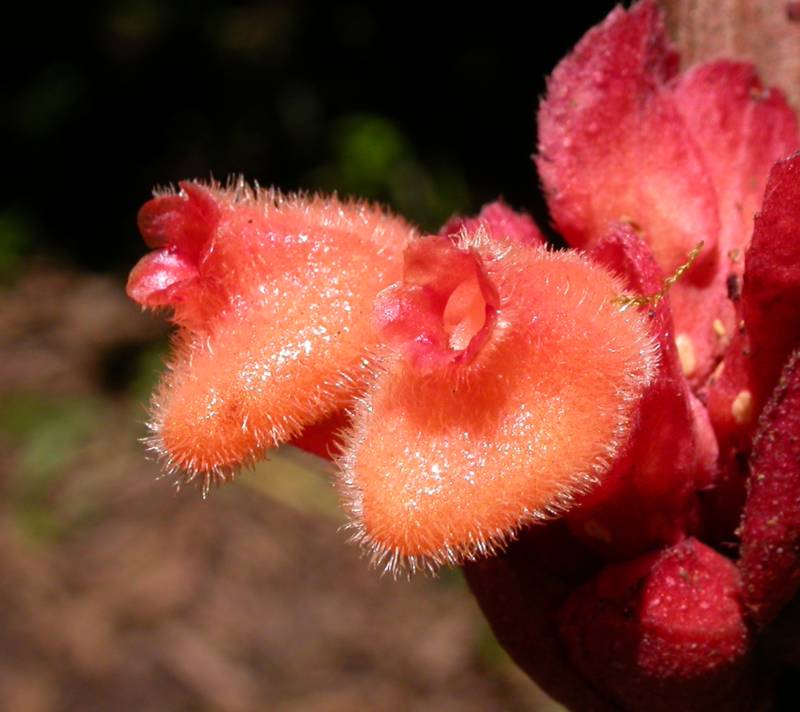 Gesneriaceae Drymonia coriacea