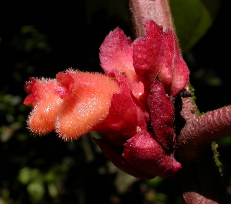 Gesneriaceae Drymonia coriacea