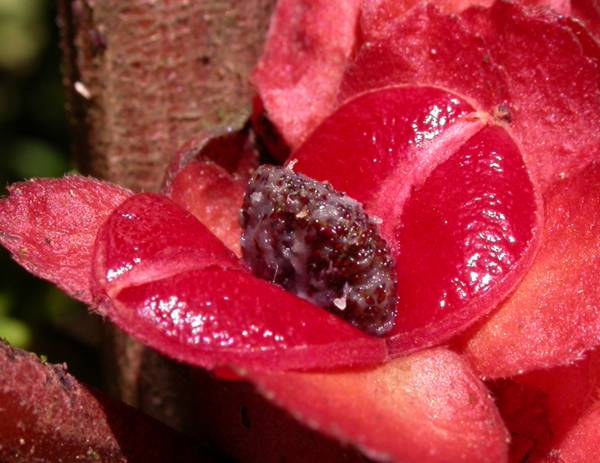 Gesneriaceae Drymonia coriacea