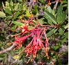 image of Embothrium coccineum