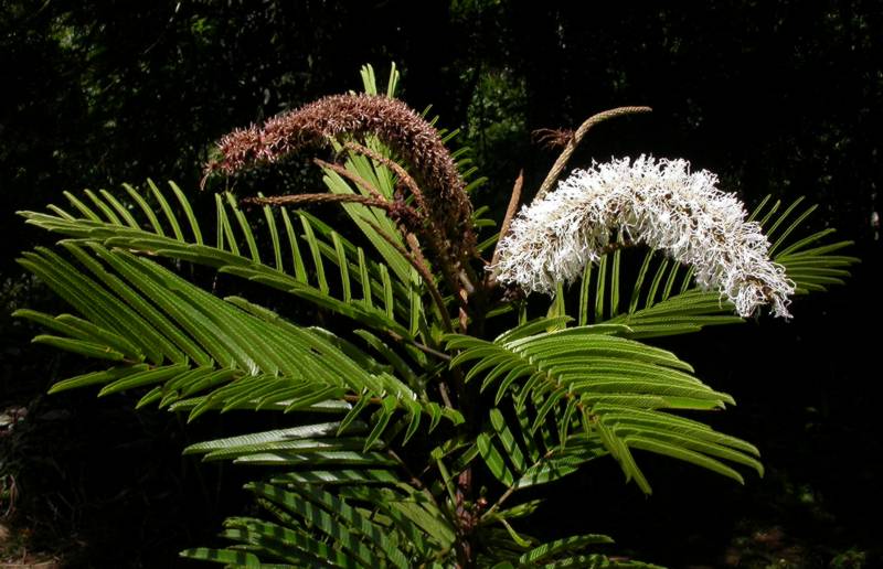 Fabaceae Pentaclethra macroloba