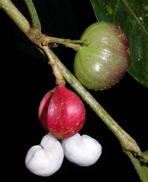 Burseraceae Protium ravenii