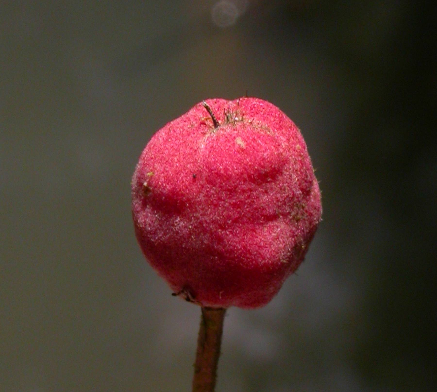 Salicaceae Pleuranthodendron lindenii