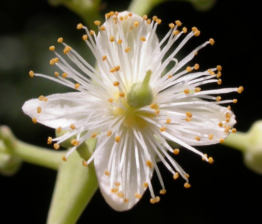 Salicaceae Pleuranthodendron lindenii