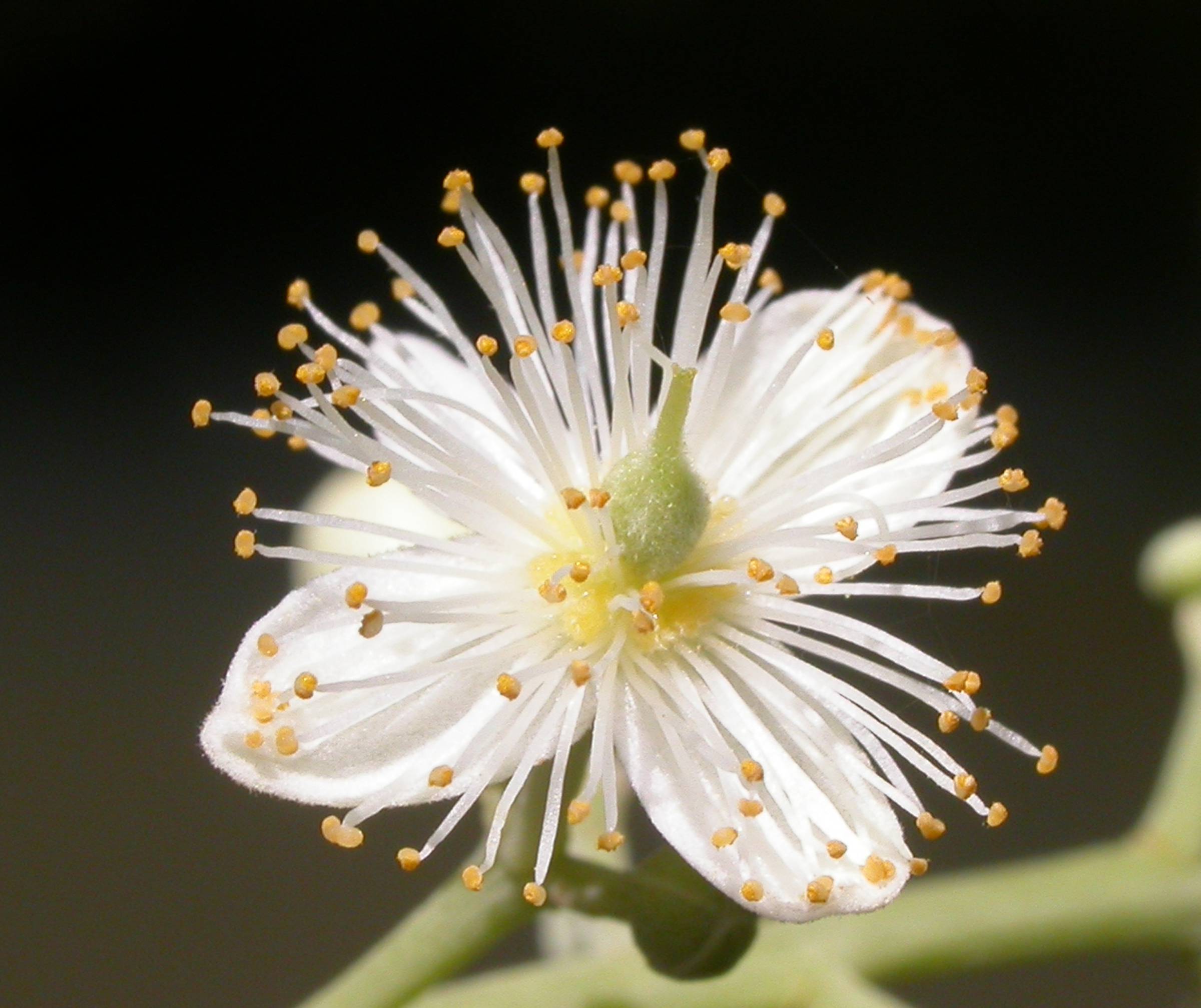 Salicaceae Pleuranthodendron lindenii