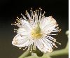 image of Pleuranthodendron lindenii