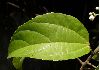 image of Pleuranthodendron lindenii