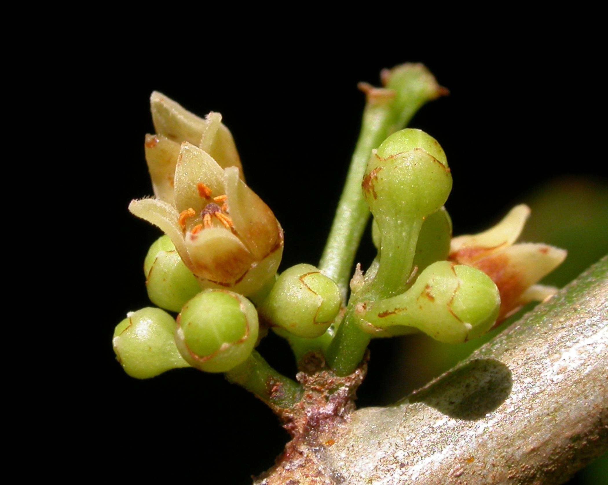 Burseraceae Protium ravenii