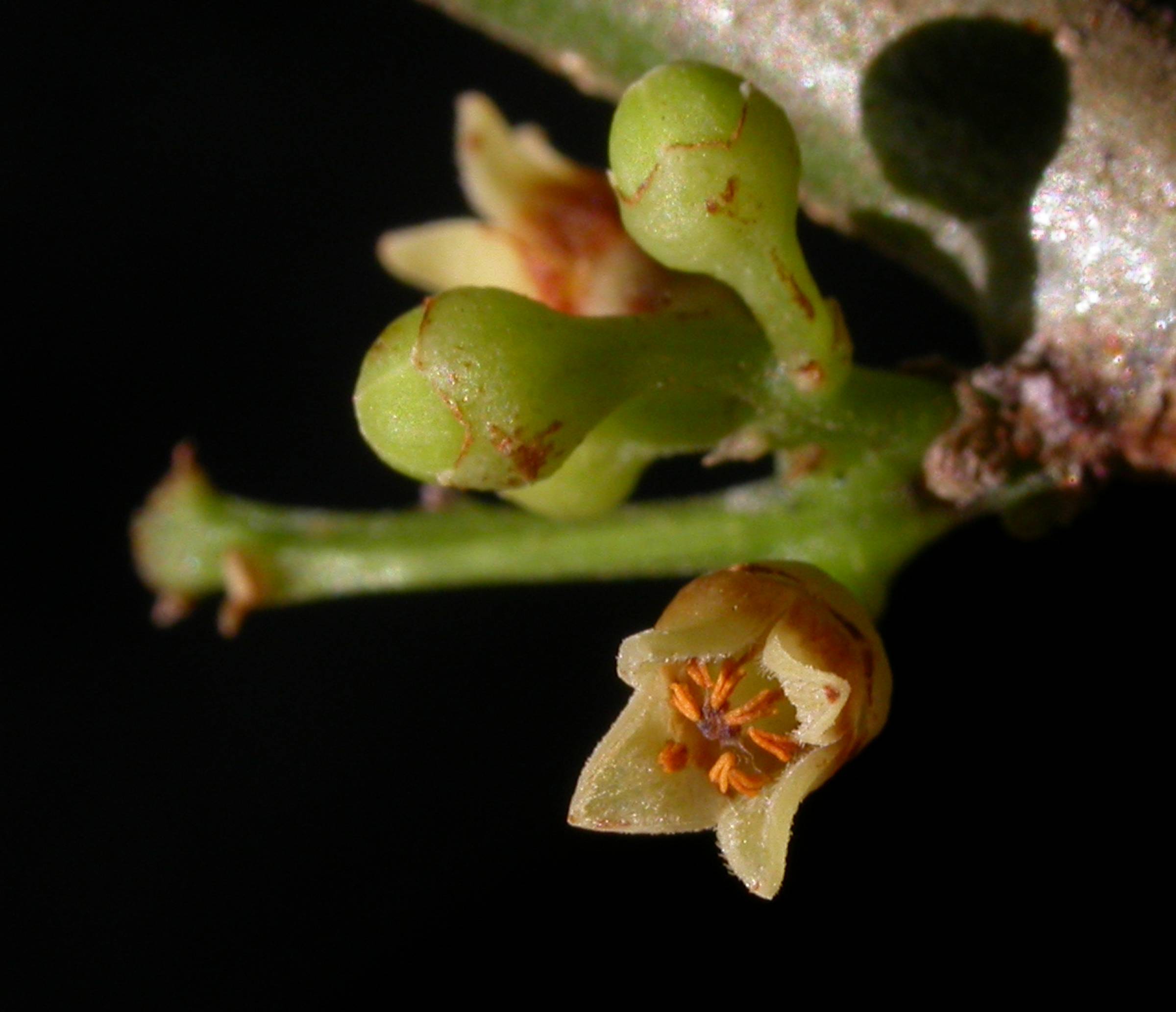 Burseraceae Protium ravenii