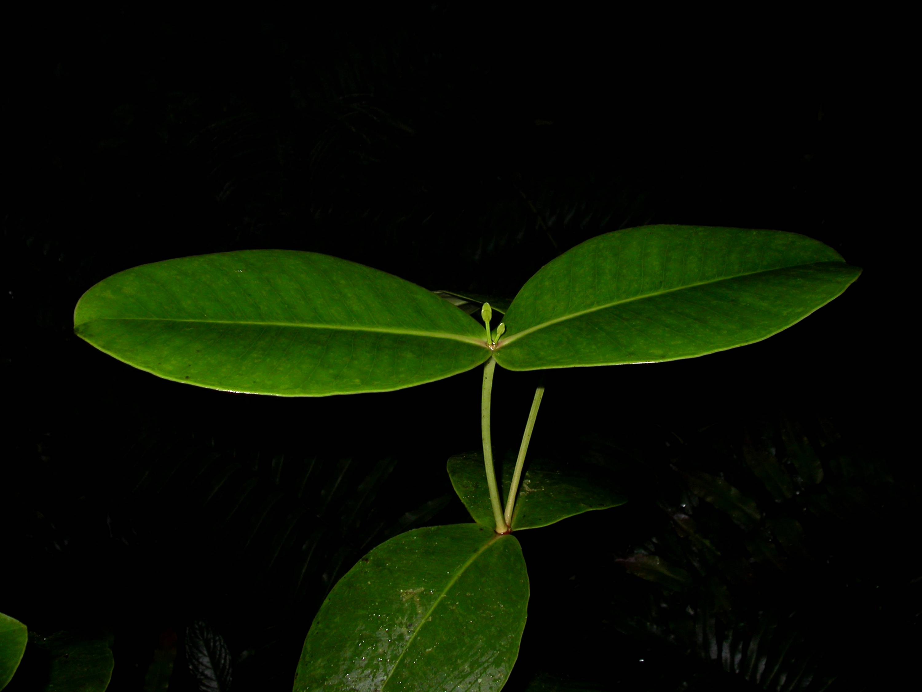 Alzateaceae Alzatea verticillata