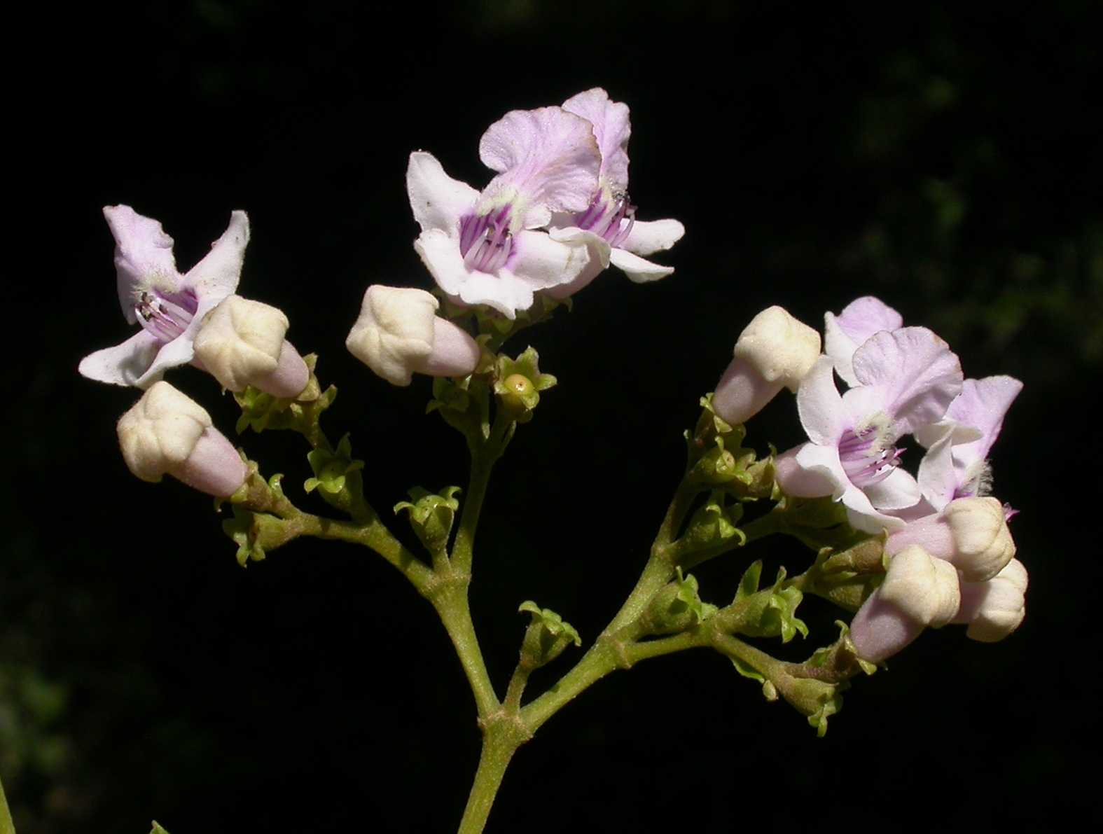 Lamiaceae Vitex megapotamica