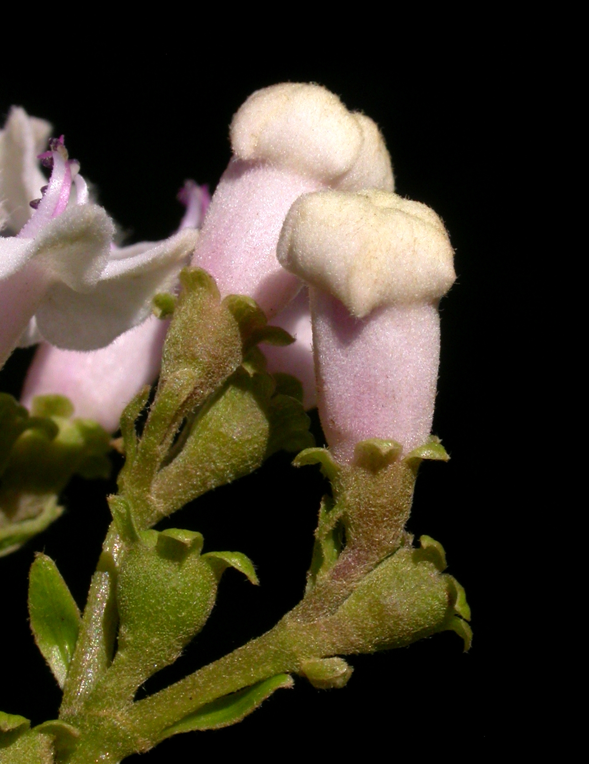 Lamiaceae Vitex megapotamica