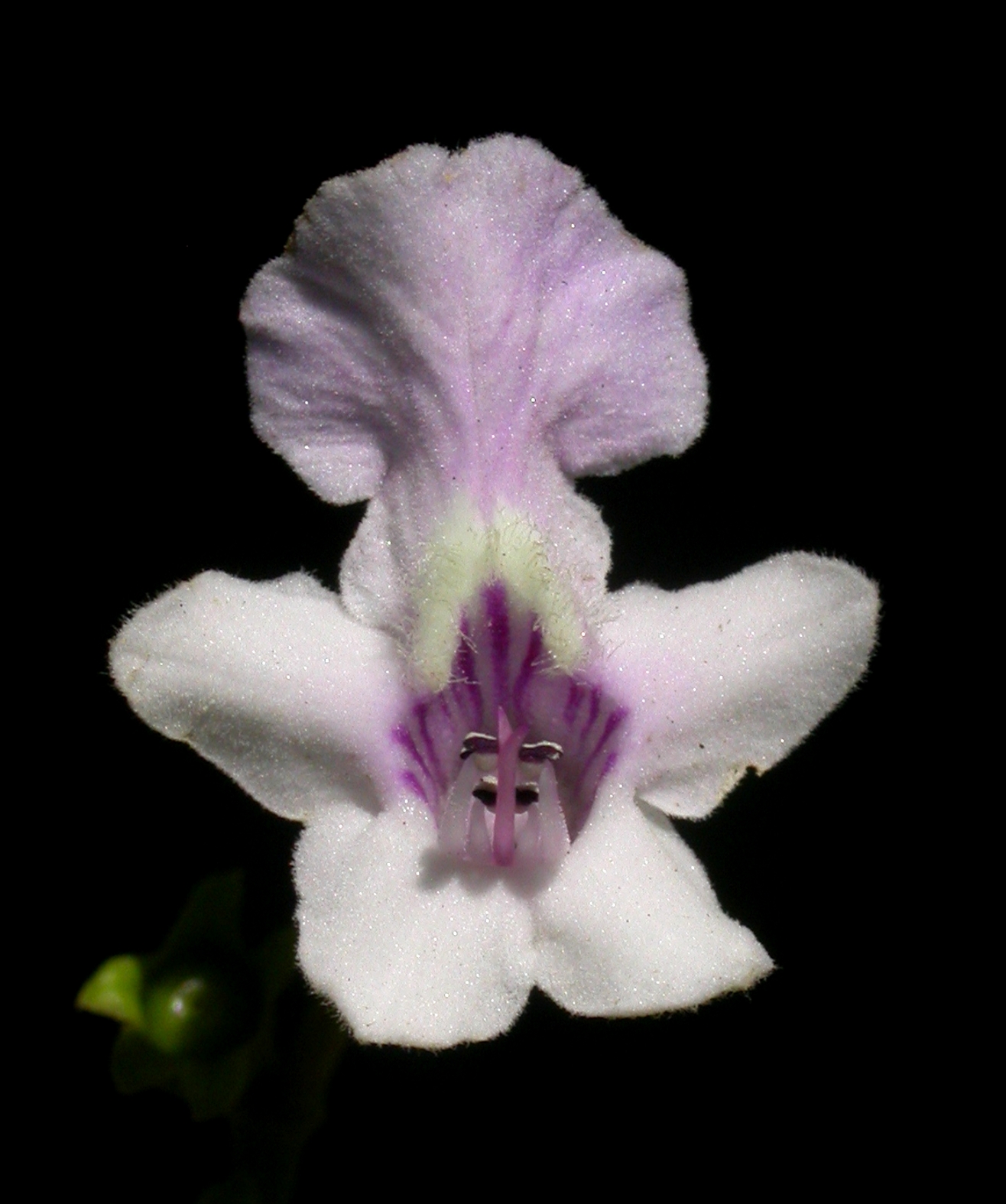 Lamiaceae Vitex megapotamica