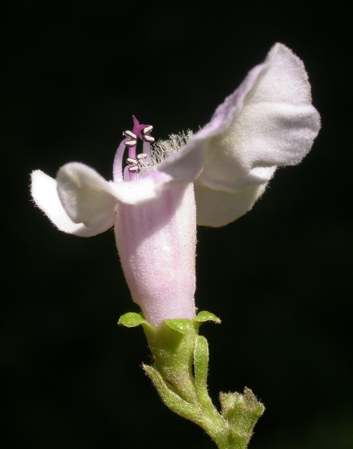 Lamiaceae Vitex megapotamica