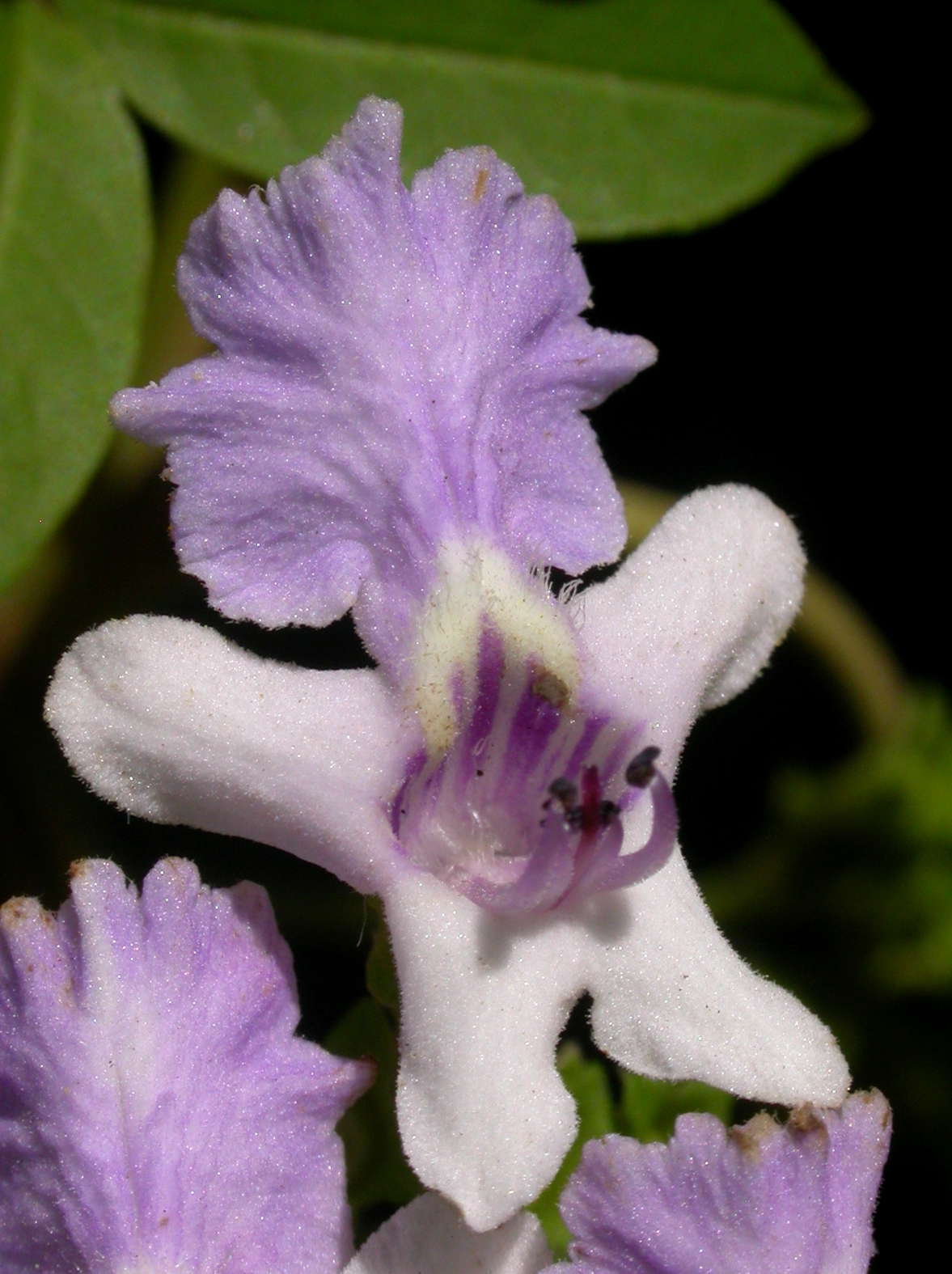 Lamiaceae Vitex megapotamica