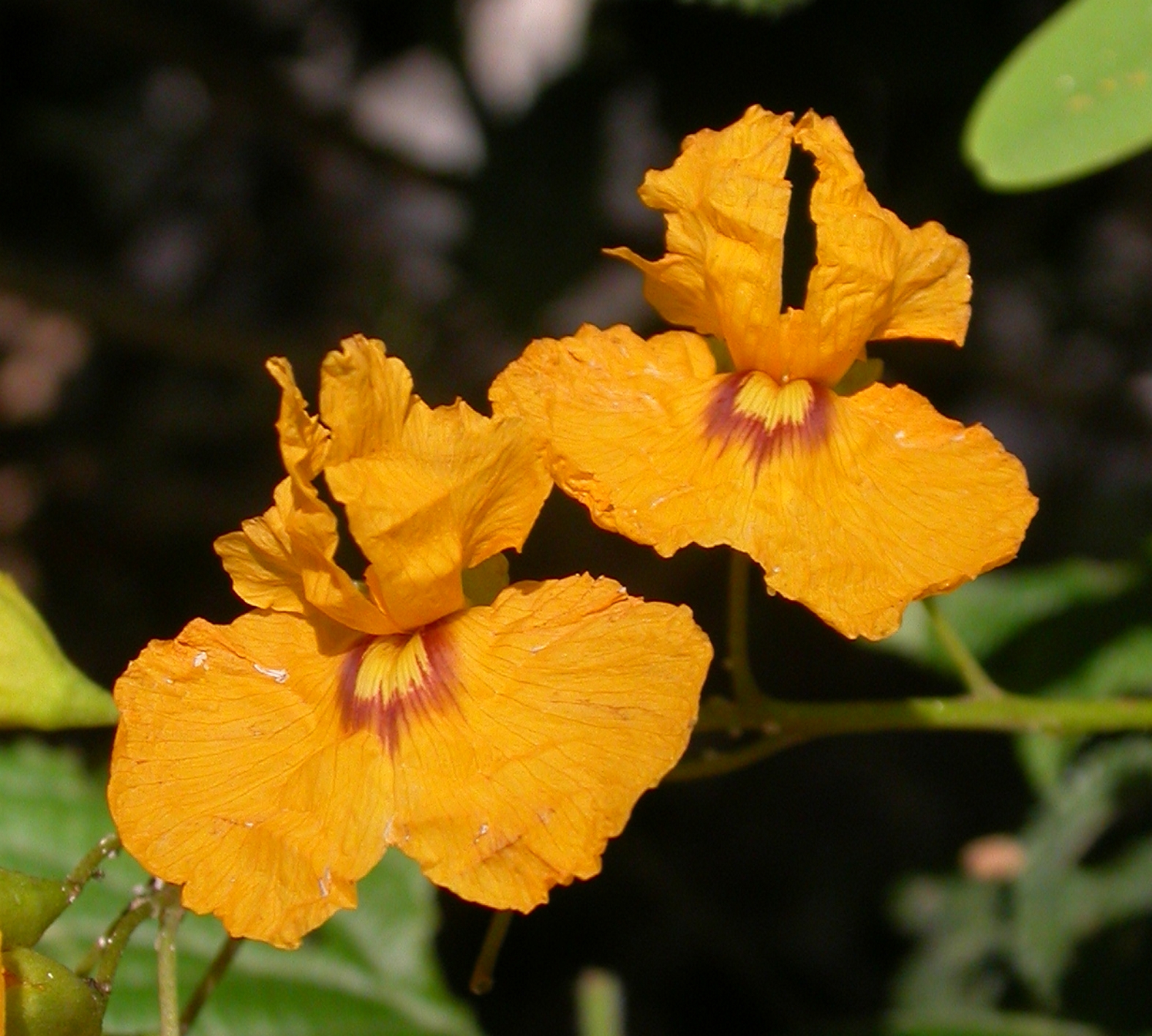 Fabaceae Tipuana tipu