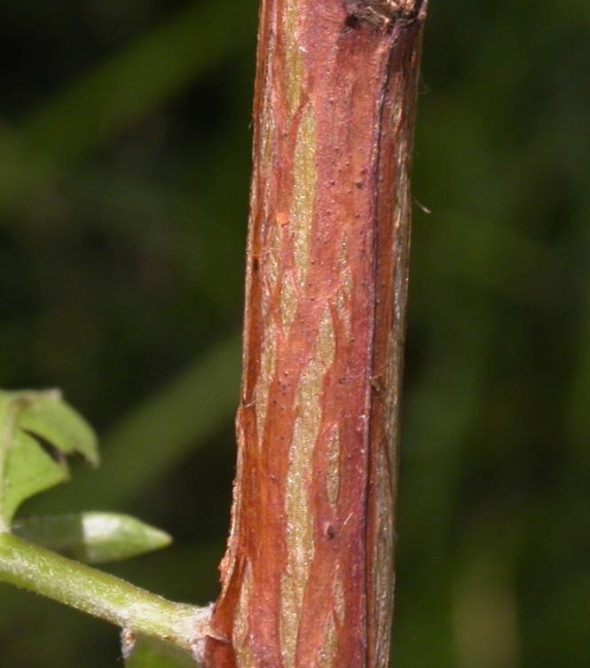 Combretaceae Conocarpus erectus